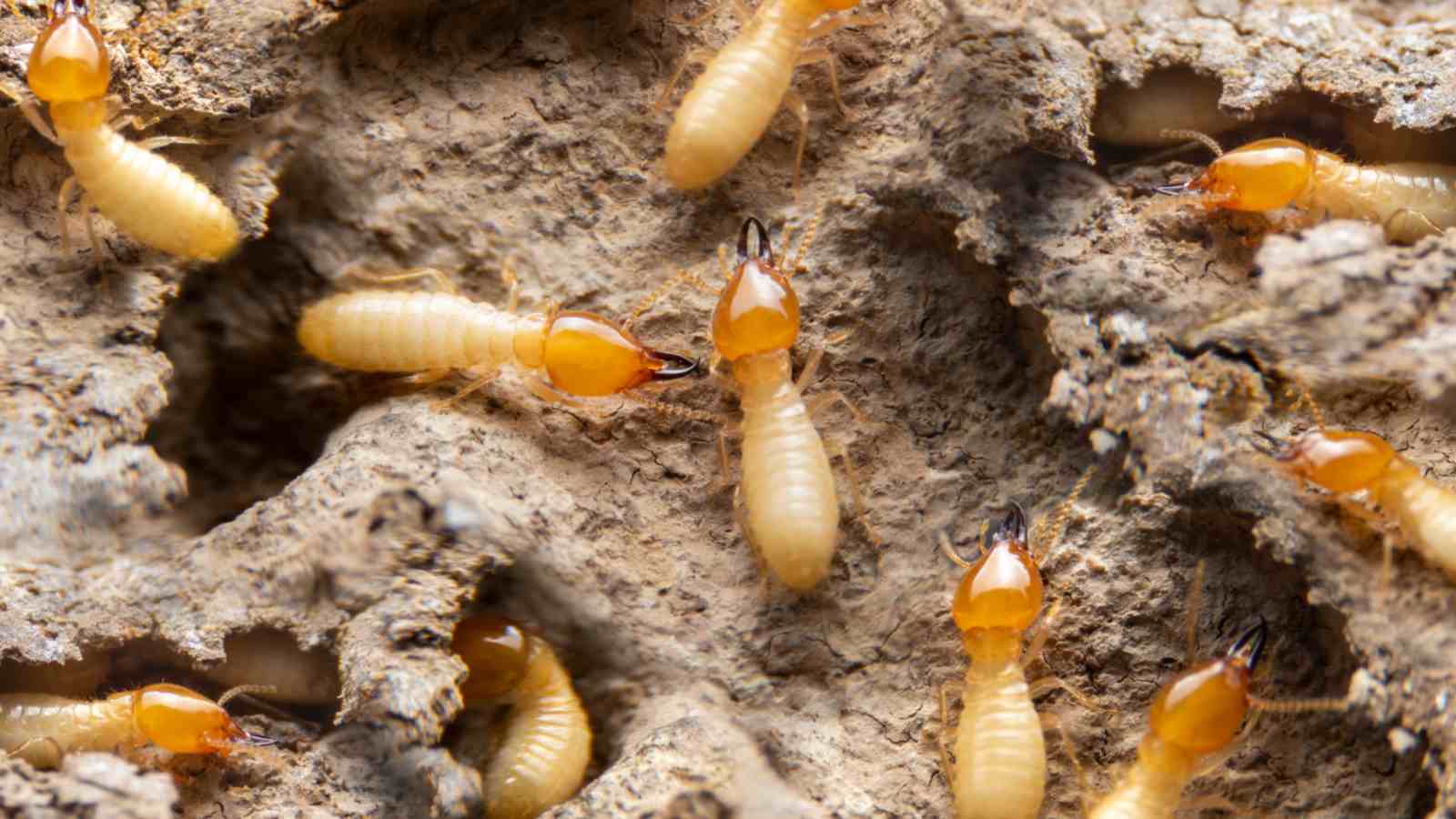 White termites on wood