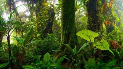 Rainforest biome with plants