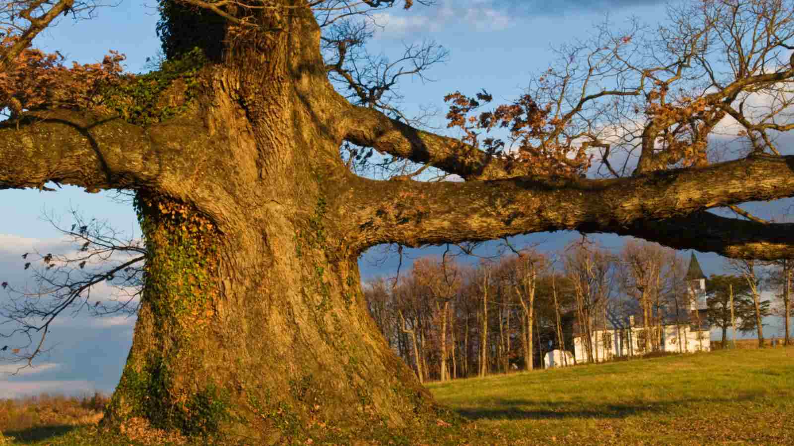 Huge ancient white oak tree planted in well-drained soil