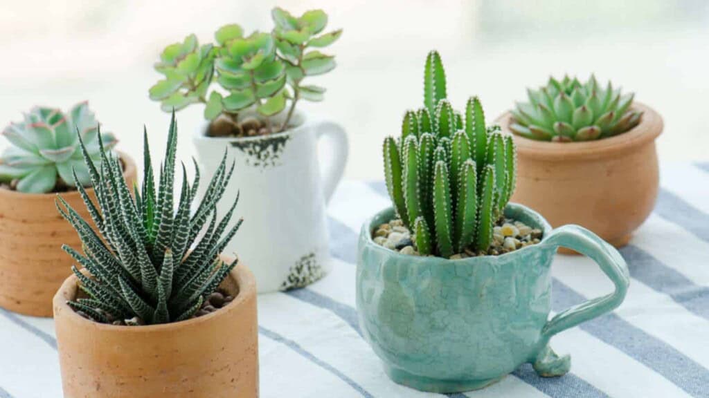 Different types of succulents in different pots