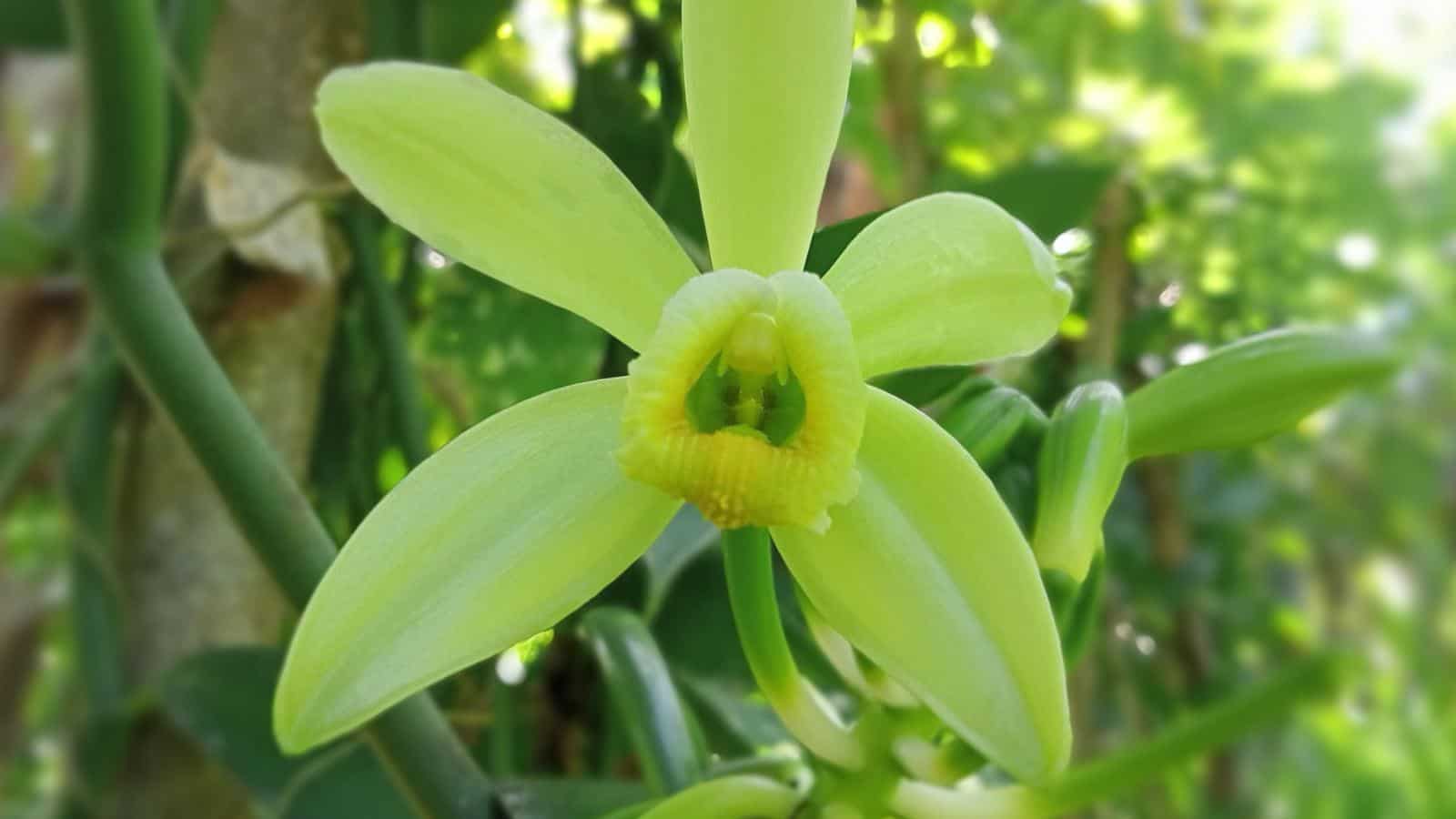 Vanilla Orchid (Vanilla planifolia) flowers closeup shot