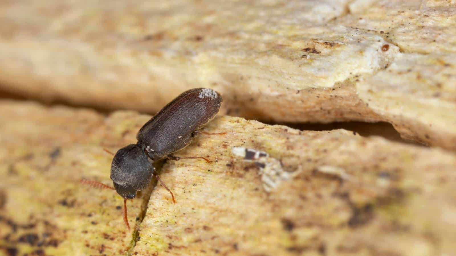 Beetle on a wall