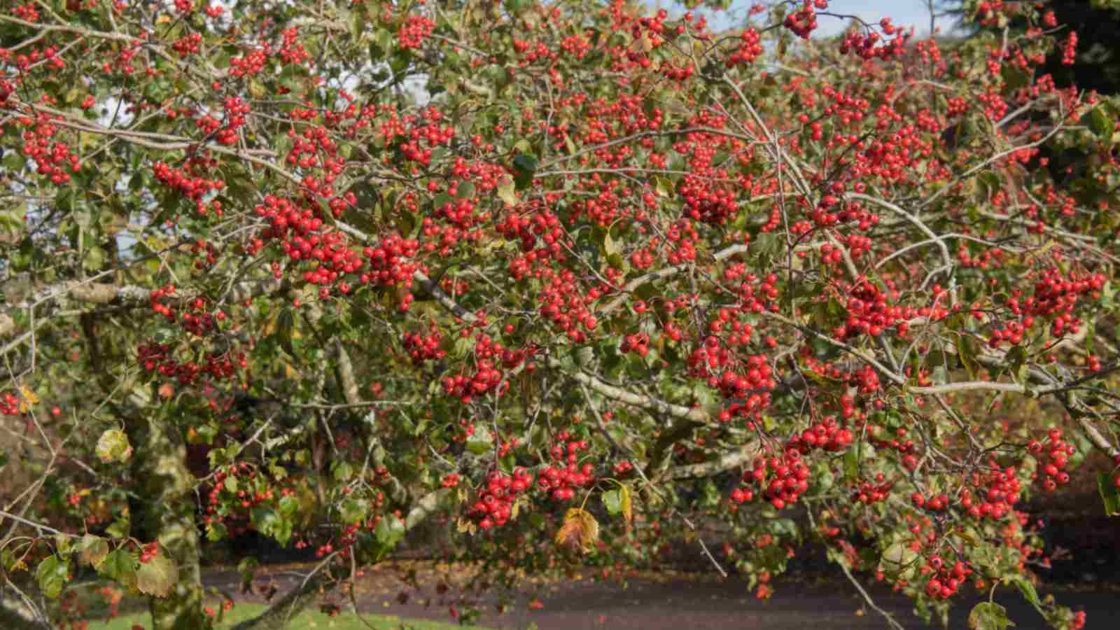 Washington Hawthorn (Crataegus phaenopyrum) with red berries
