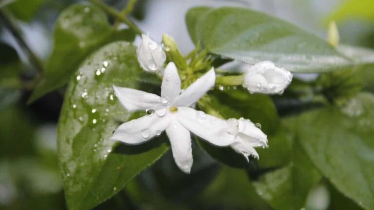 Star Jasmine Near Me An Enchanting Plant to Discover