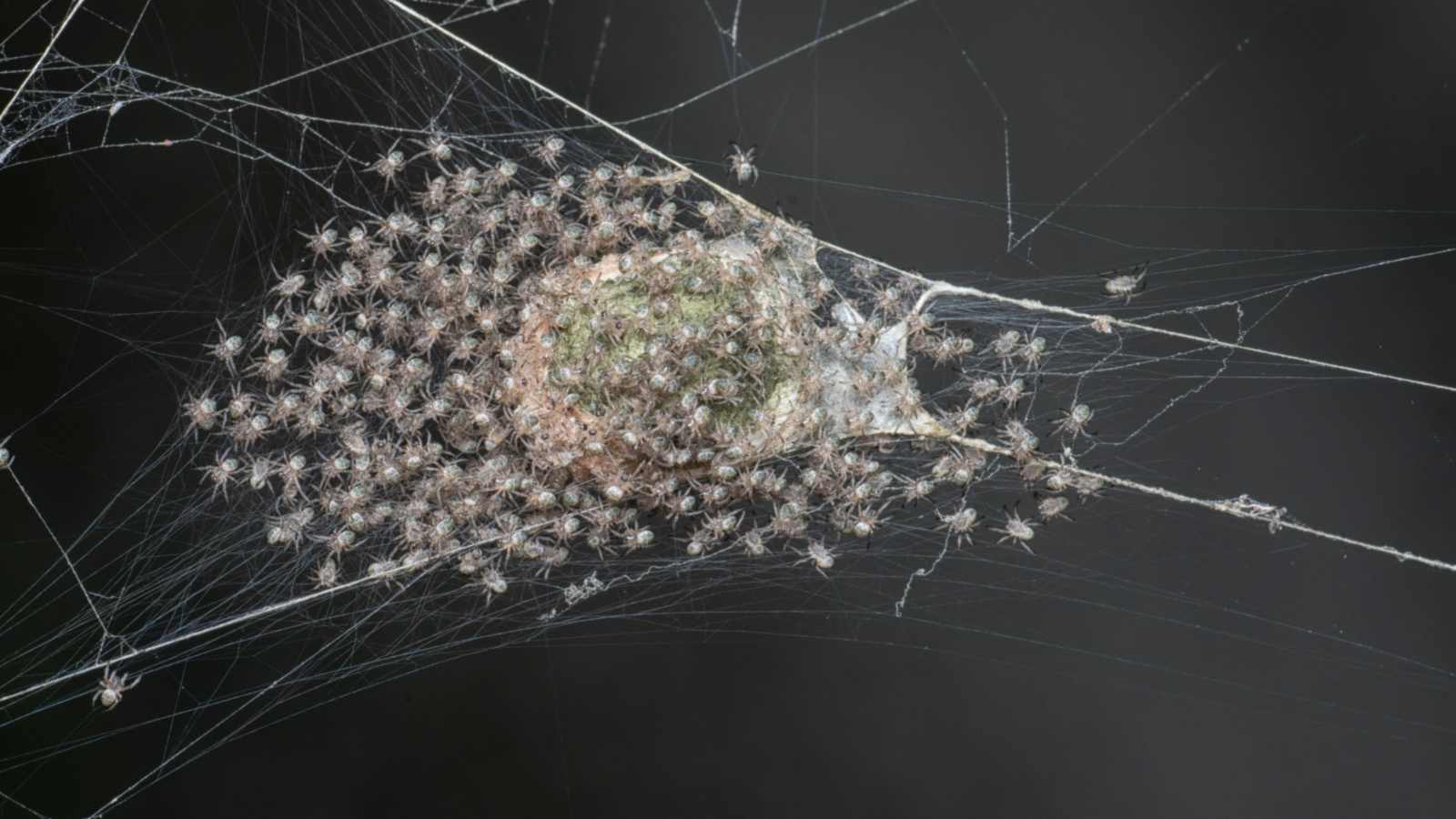 Spiderlings on a web