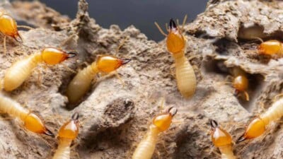 Close-up view of termites on timber