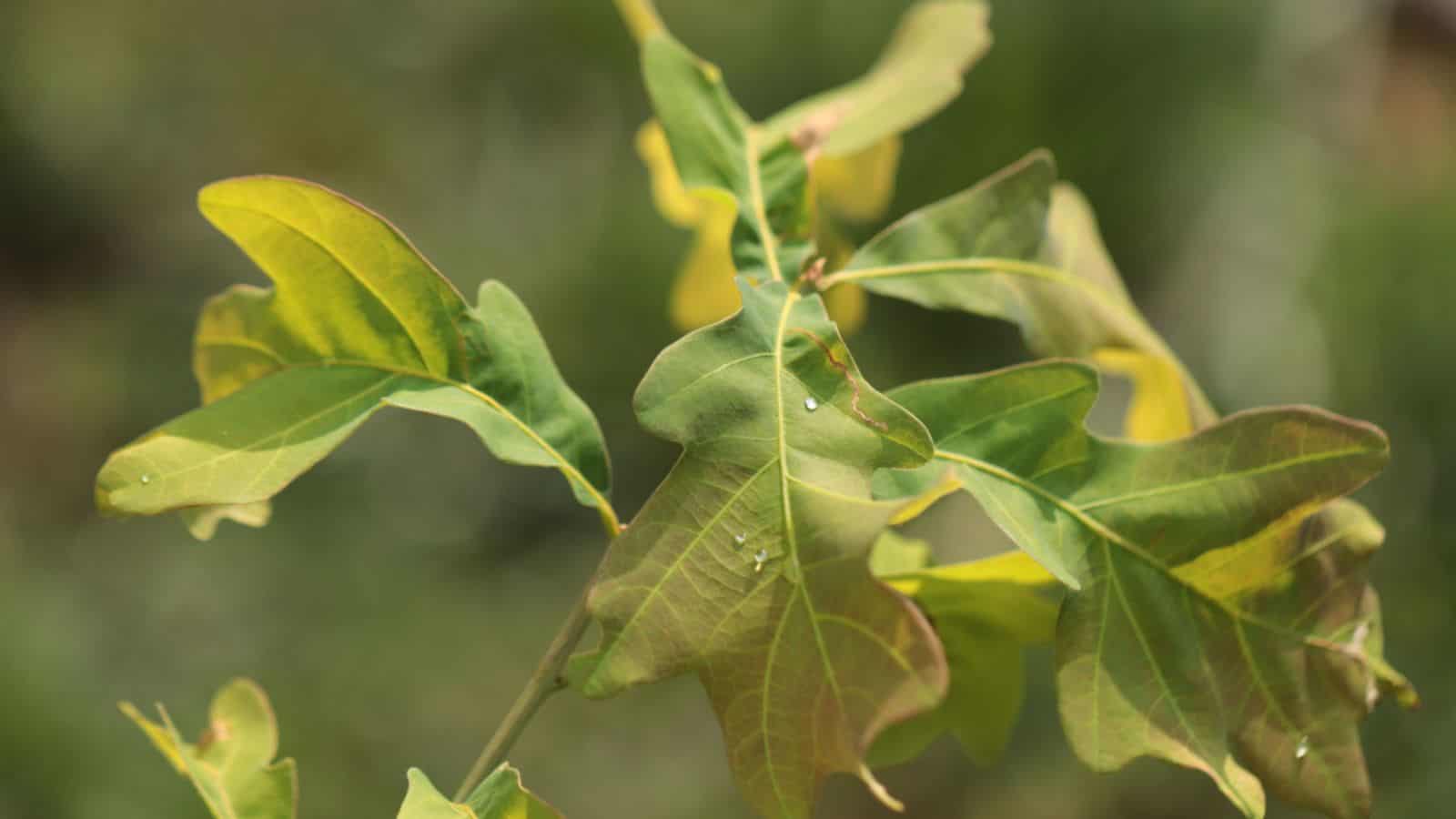 Yellowing leaves of a young white oak tree