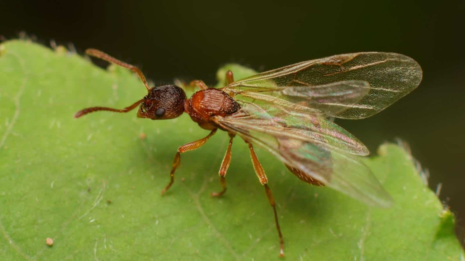 Winged ant on a green plant