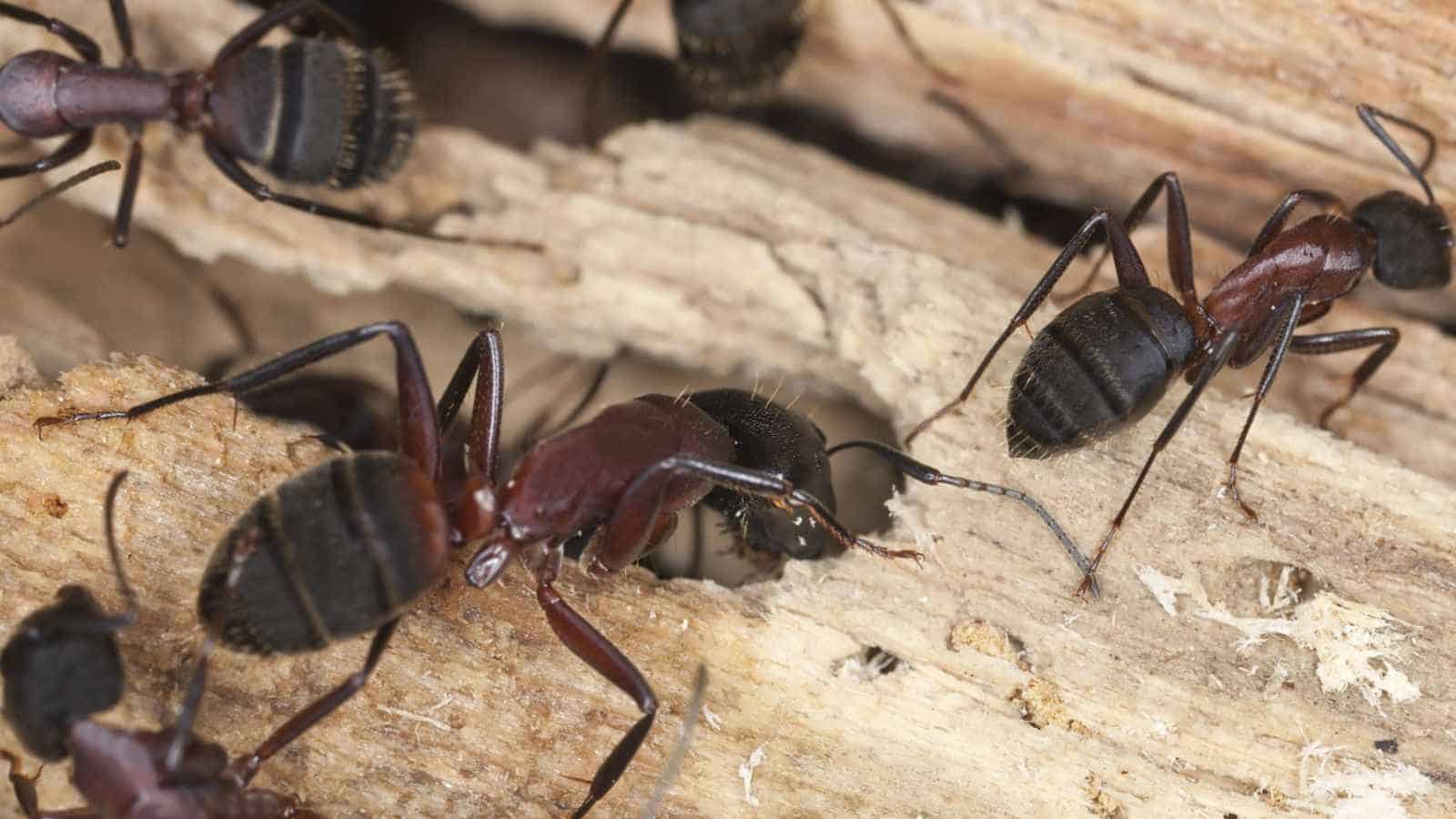 Macro of carpenter ants on wood