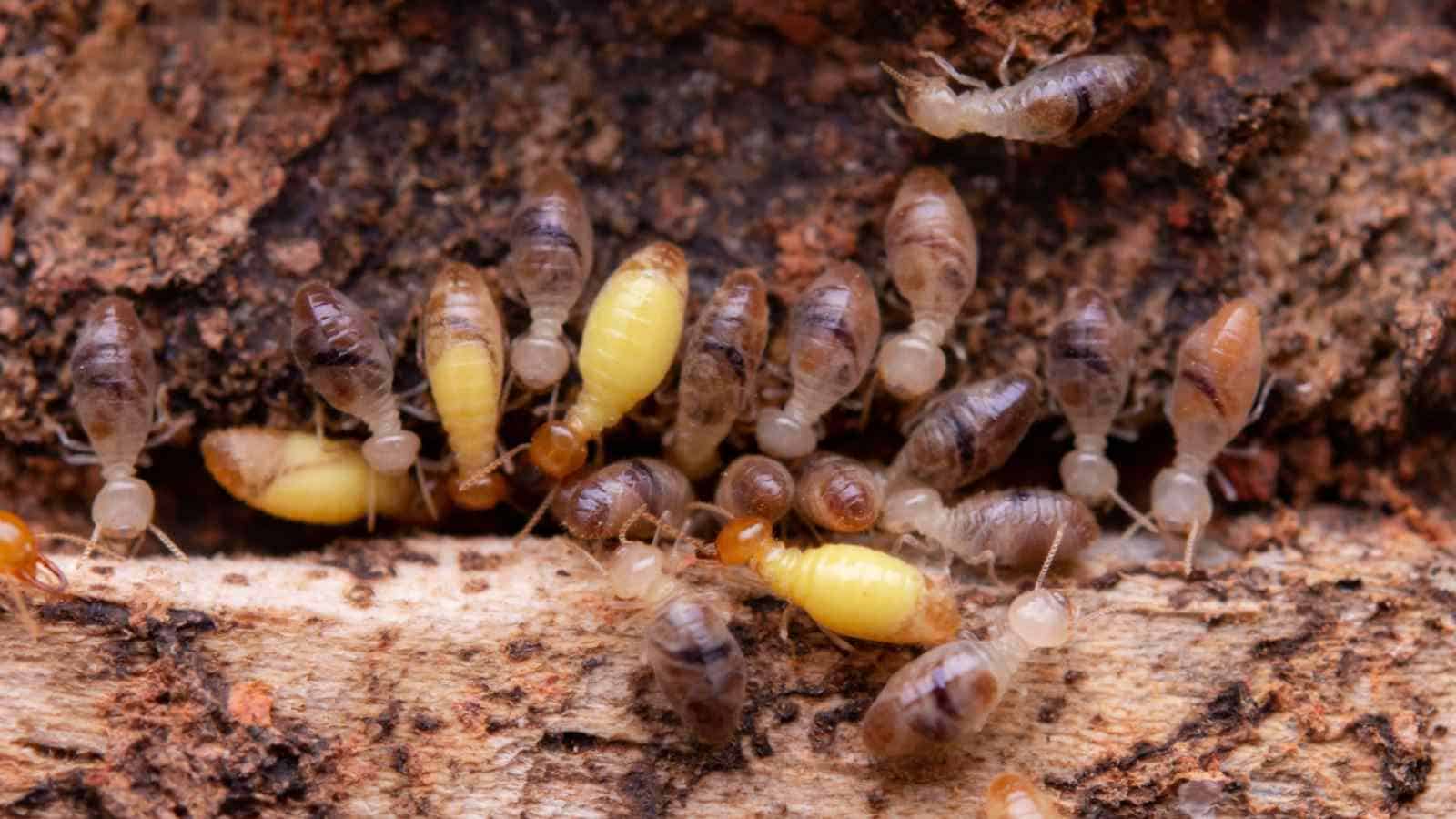 Termites eating wooden planks