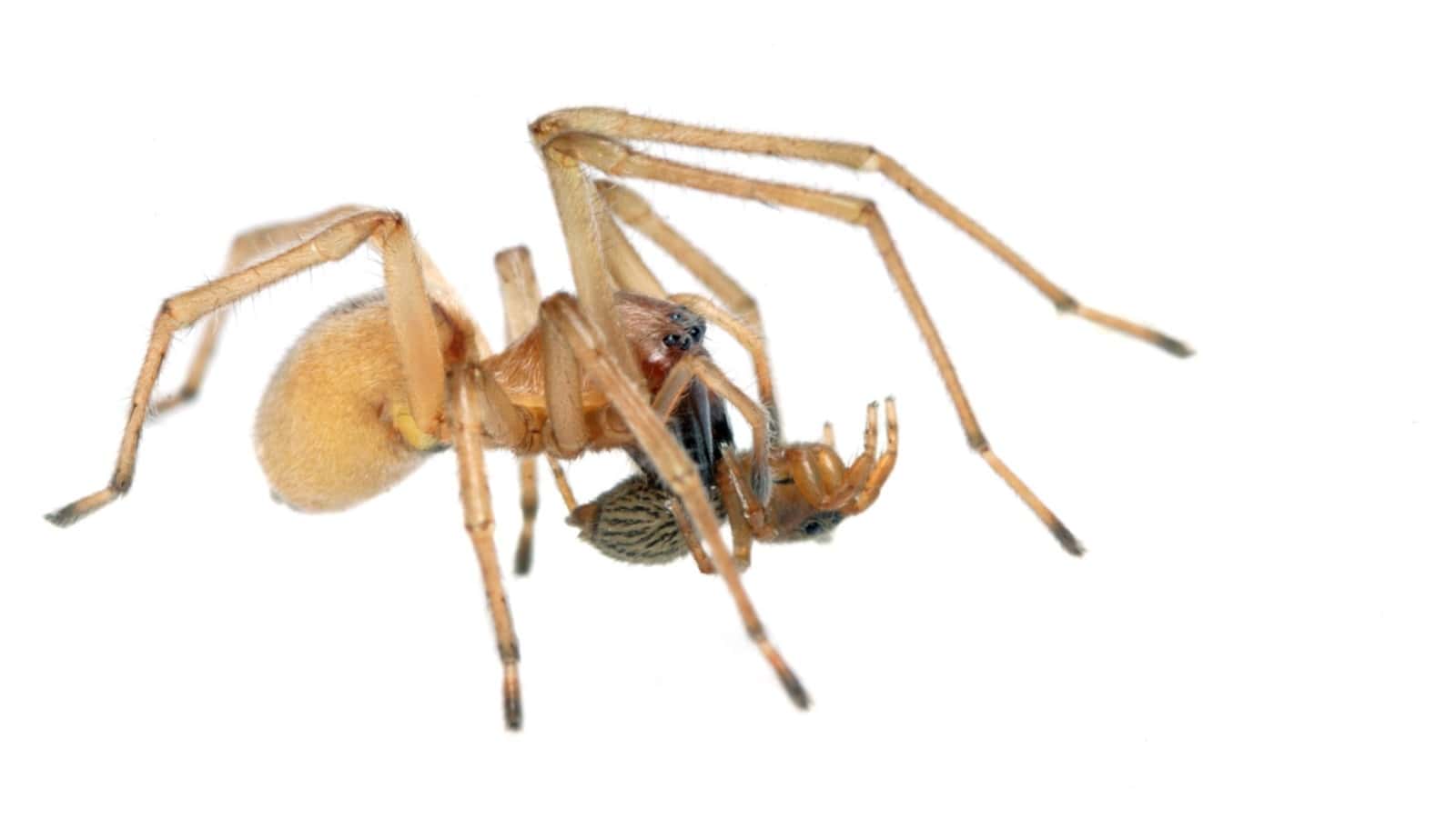 Yellow sac spider eating a prey isolated in white background