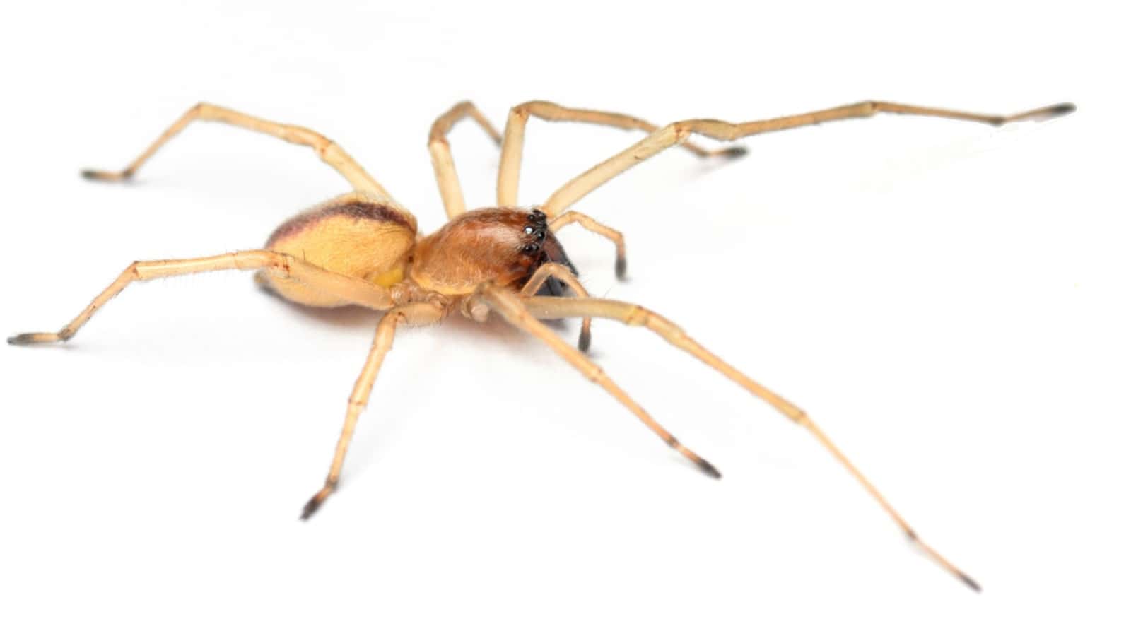 Yellow sac spider isolated in white