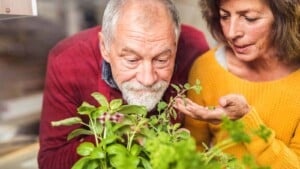 Elderly couple smelling herbs in their kitchen