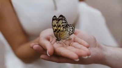 Butterfly on the palm of a woman's hand.