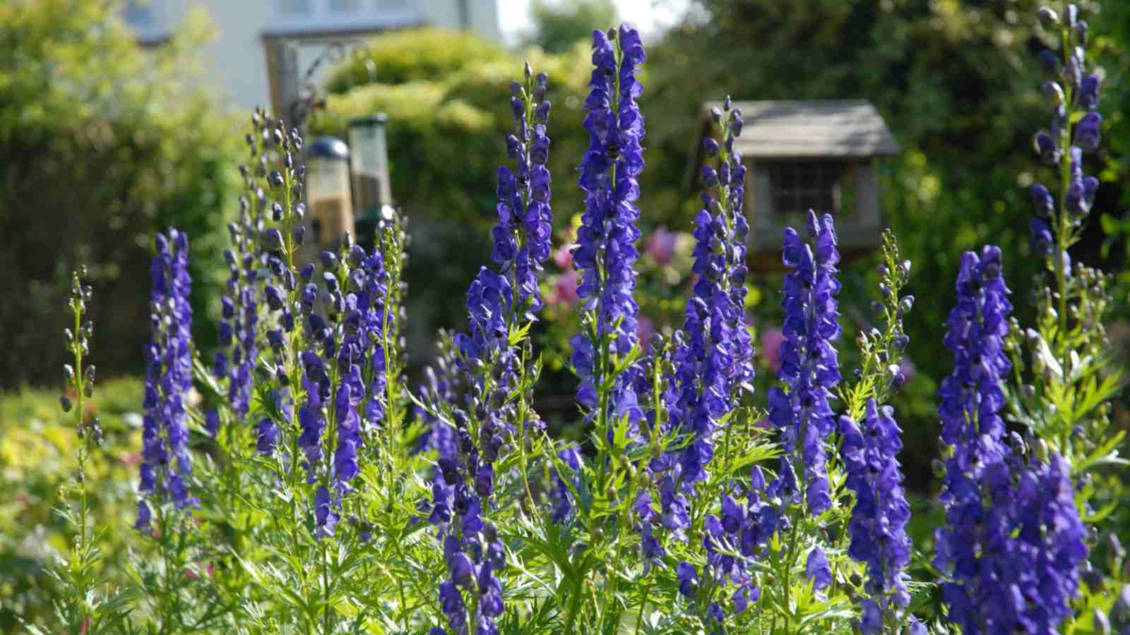 Bluish purple aconitum flowers with green leaves on the field
