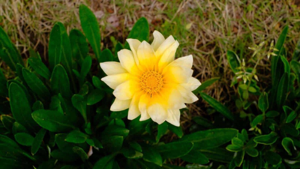 Flowers That Dance in the Wind: 14 Wind-Tolerant Beauties