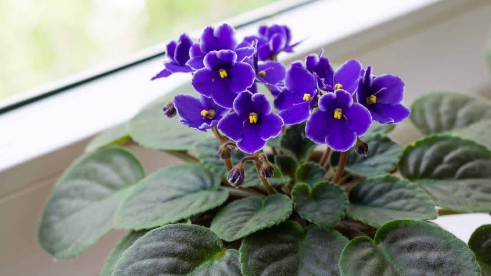 African Violets