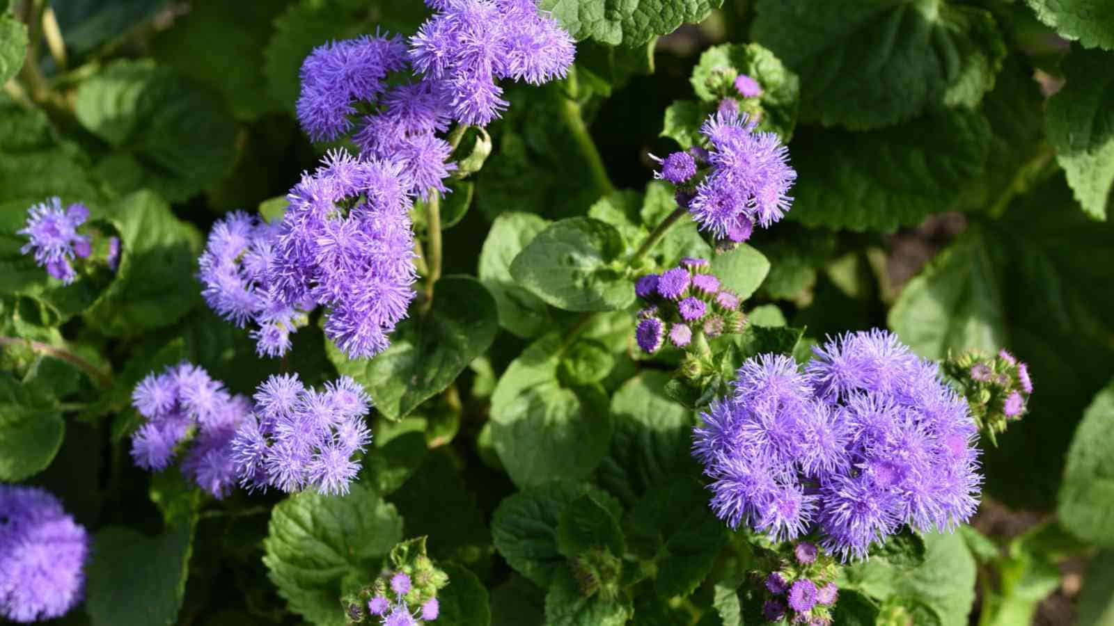 Ageratum