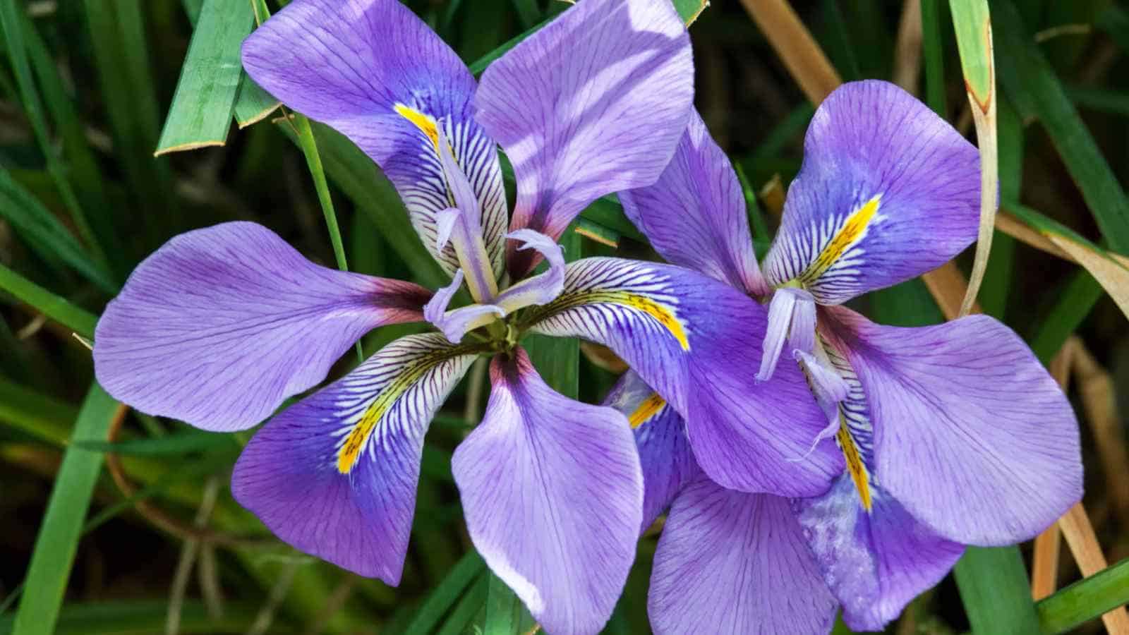 Algerian Iris (Iris unguicularis)