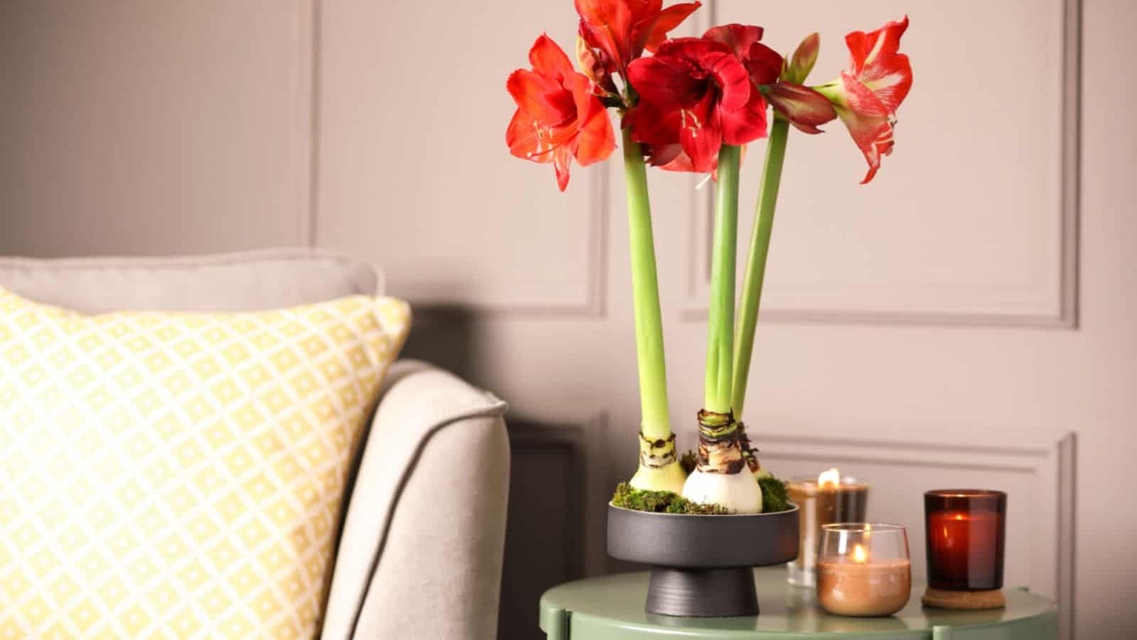 Amaryllis