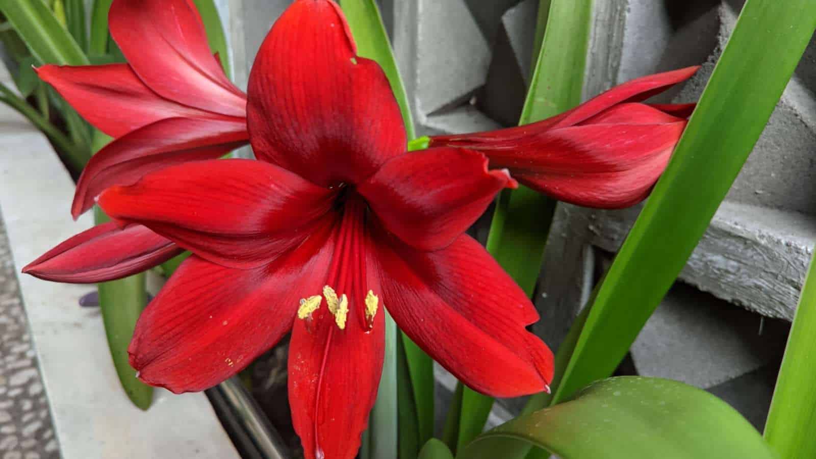 Amaryllis (Hippeastrum spp.) red flowers and green leaves