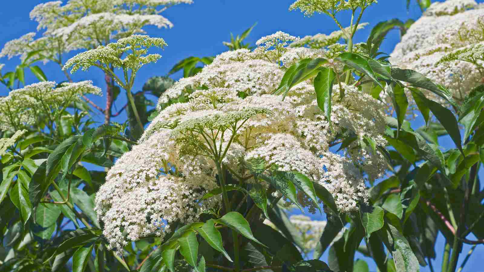 American Elder (Sambucus canadensis) tree branch with white flowers and green leaves