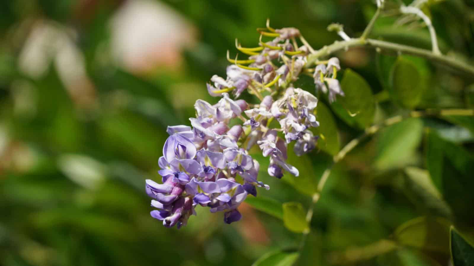 Purple flowers of Amethyst Falls wisteria
