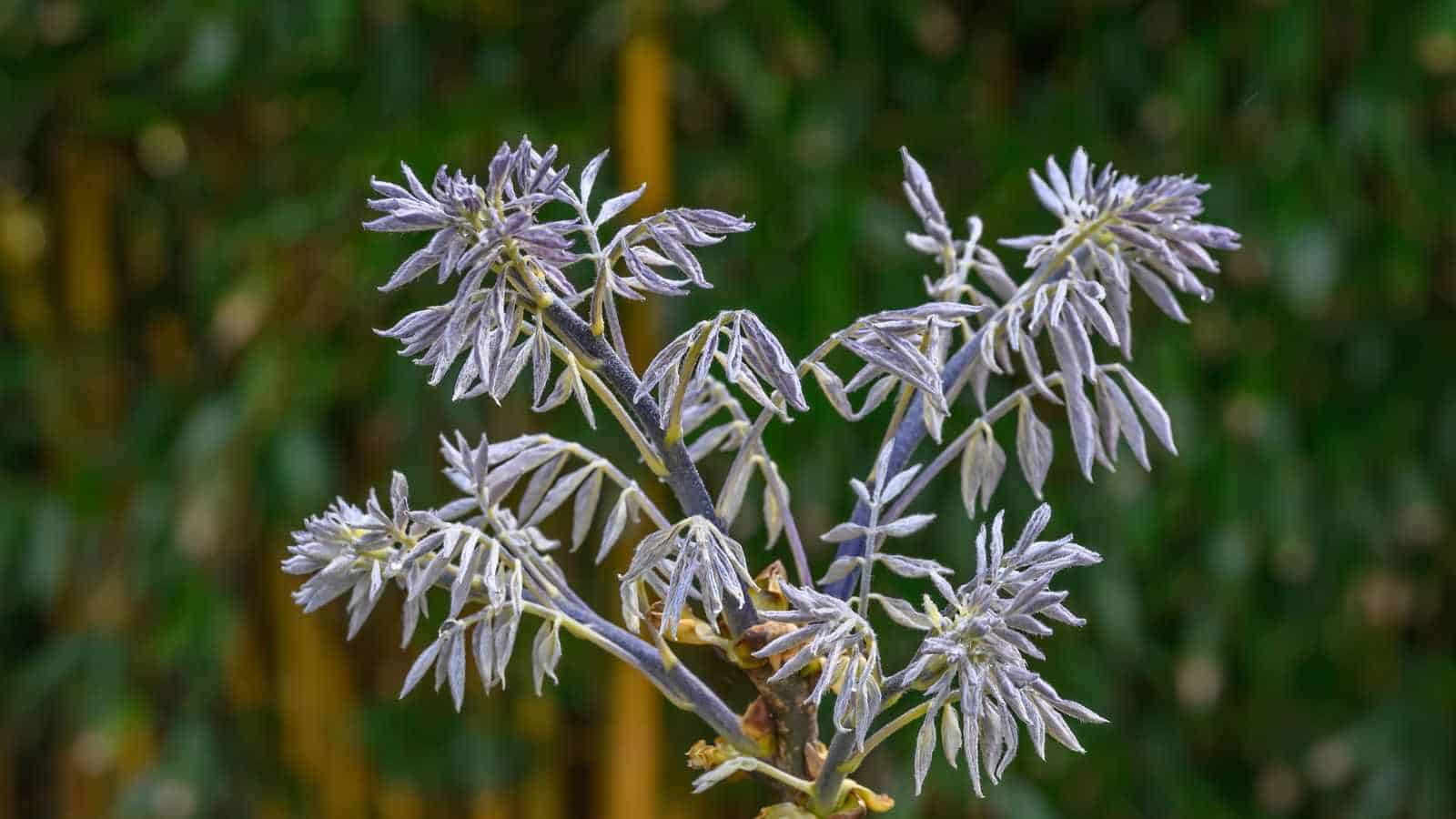 Amur Maackia (Maackia amurensis) white flowers