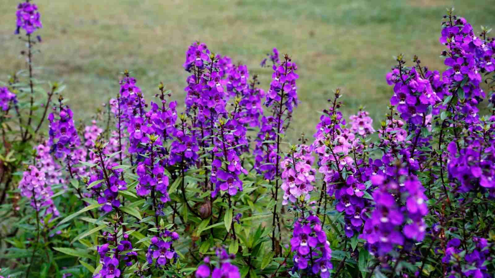 Purple Angelonia flowers in the field