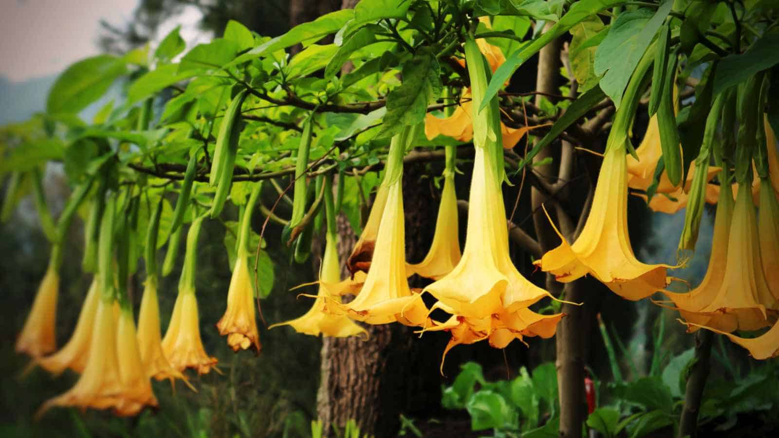 Angel's Trumpet (Brugmansia)