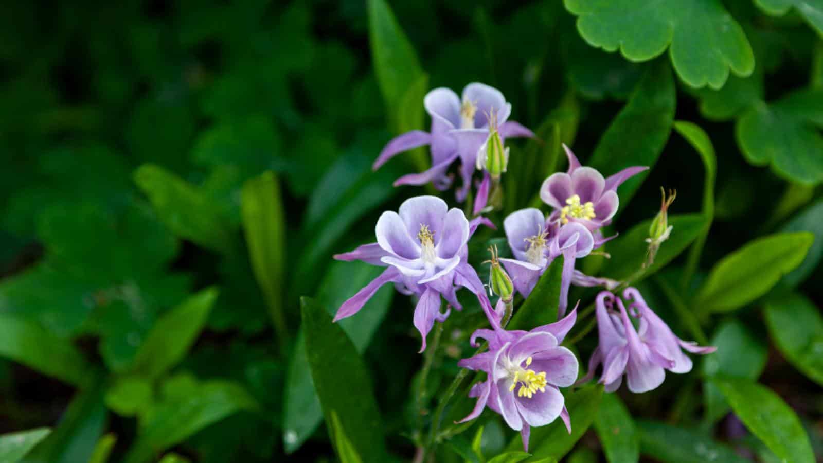 Selective focus of purple aquilegia flowers