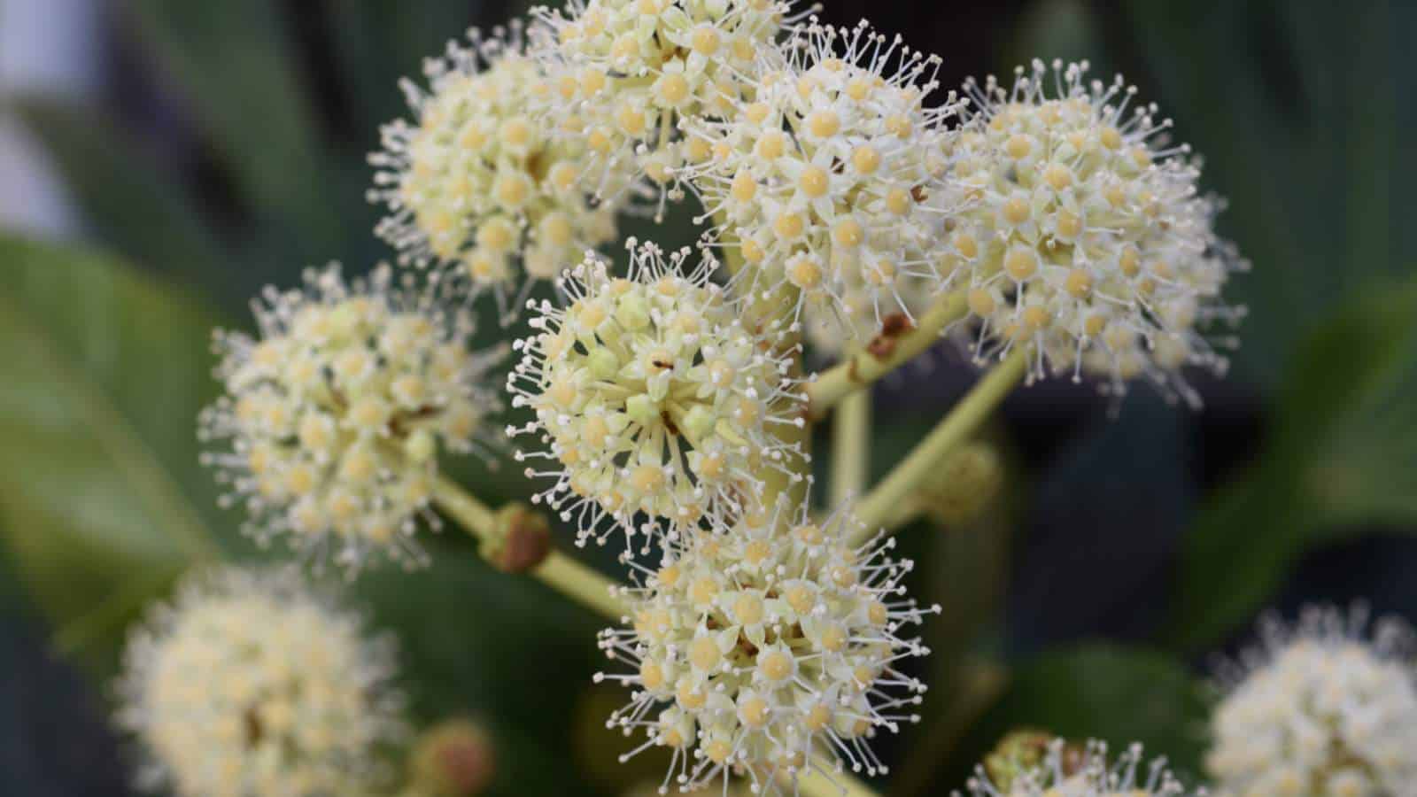 Aralia (Fatsia japonica)