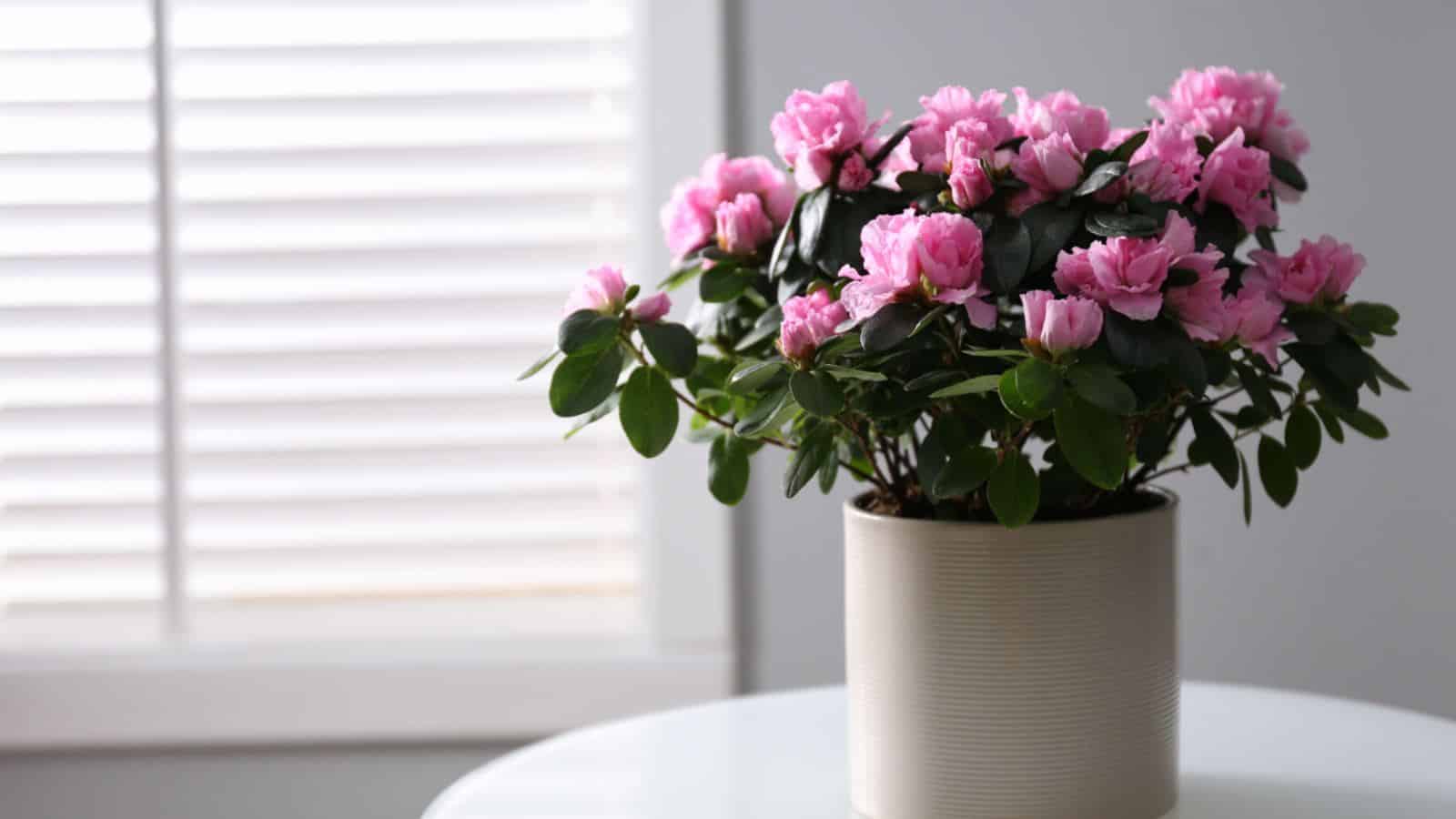 Azaleas