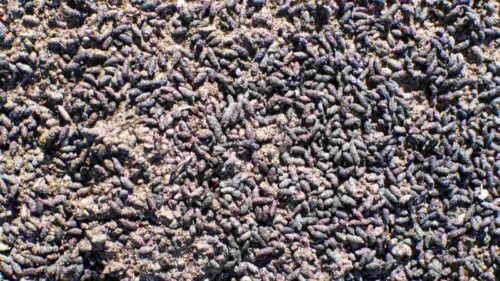 Guano: What Is It + How to Use It in Your Home Gardens