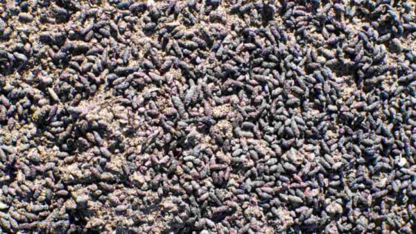 Guano: What Is It + How to Use It in Your Home Gardens