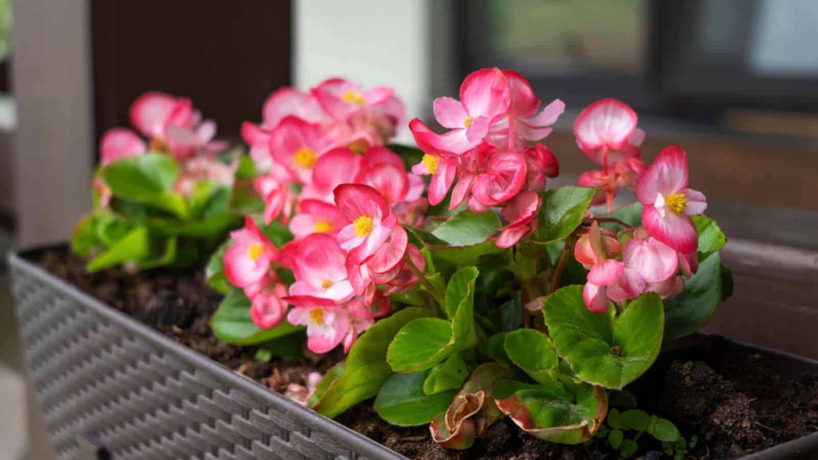Begonia