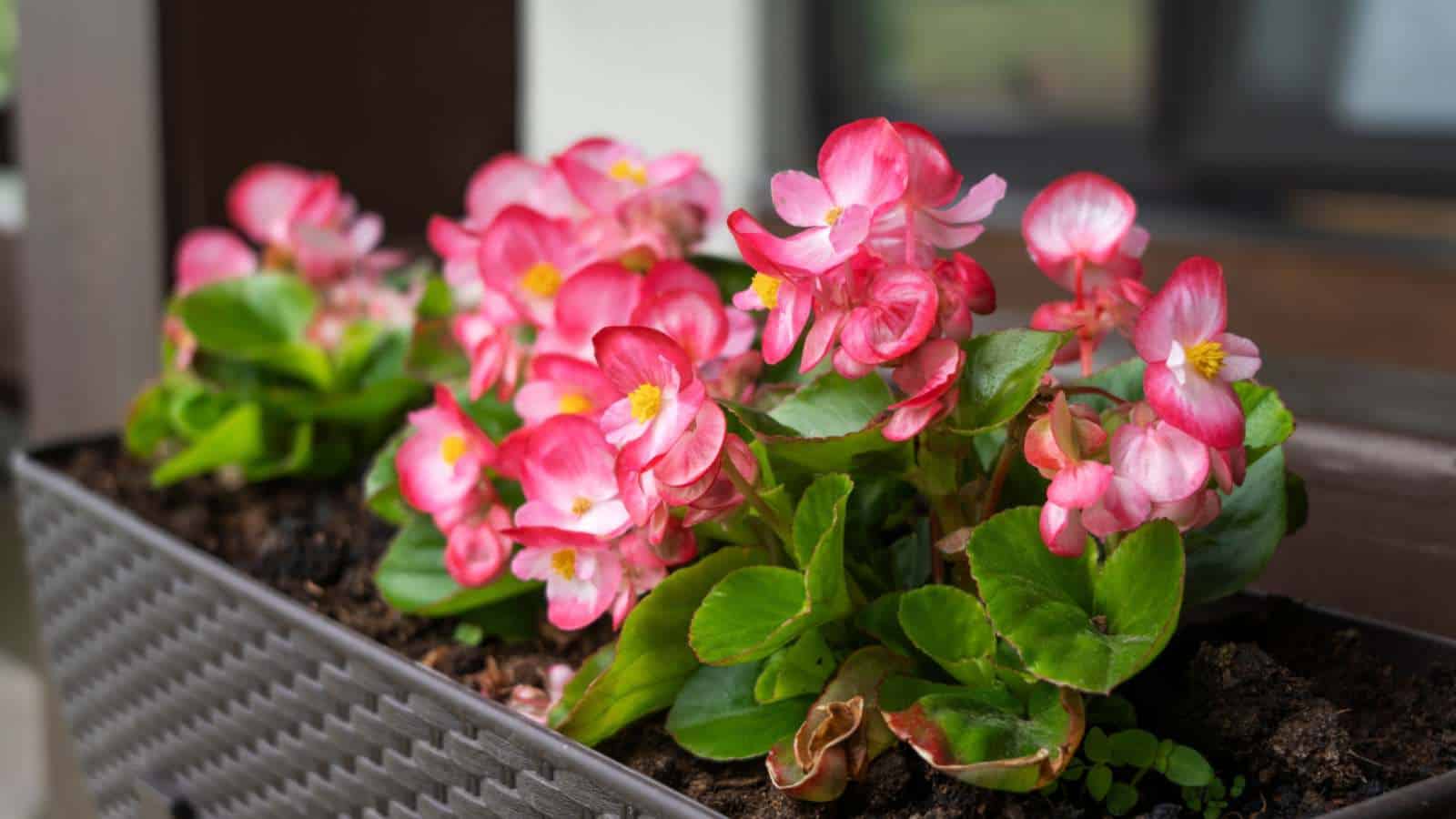 Begonia