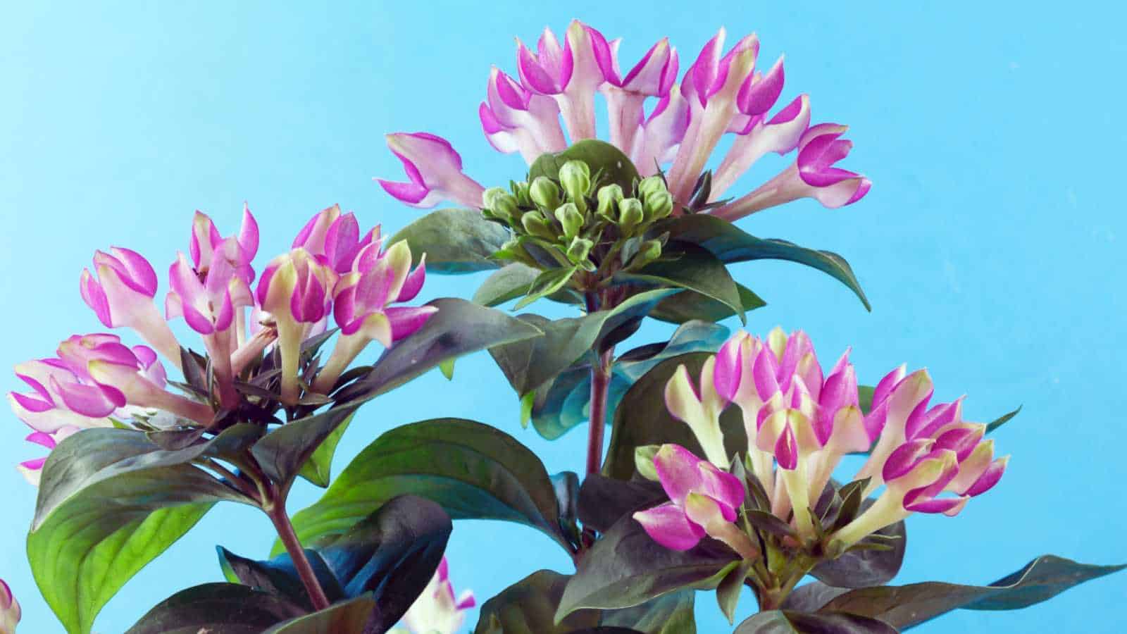 Bouvardia flowers with white and purple shades