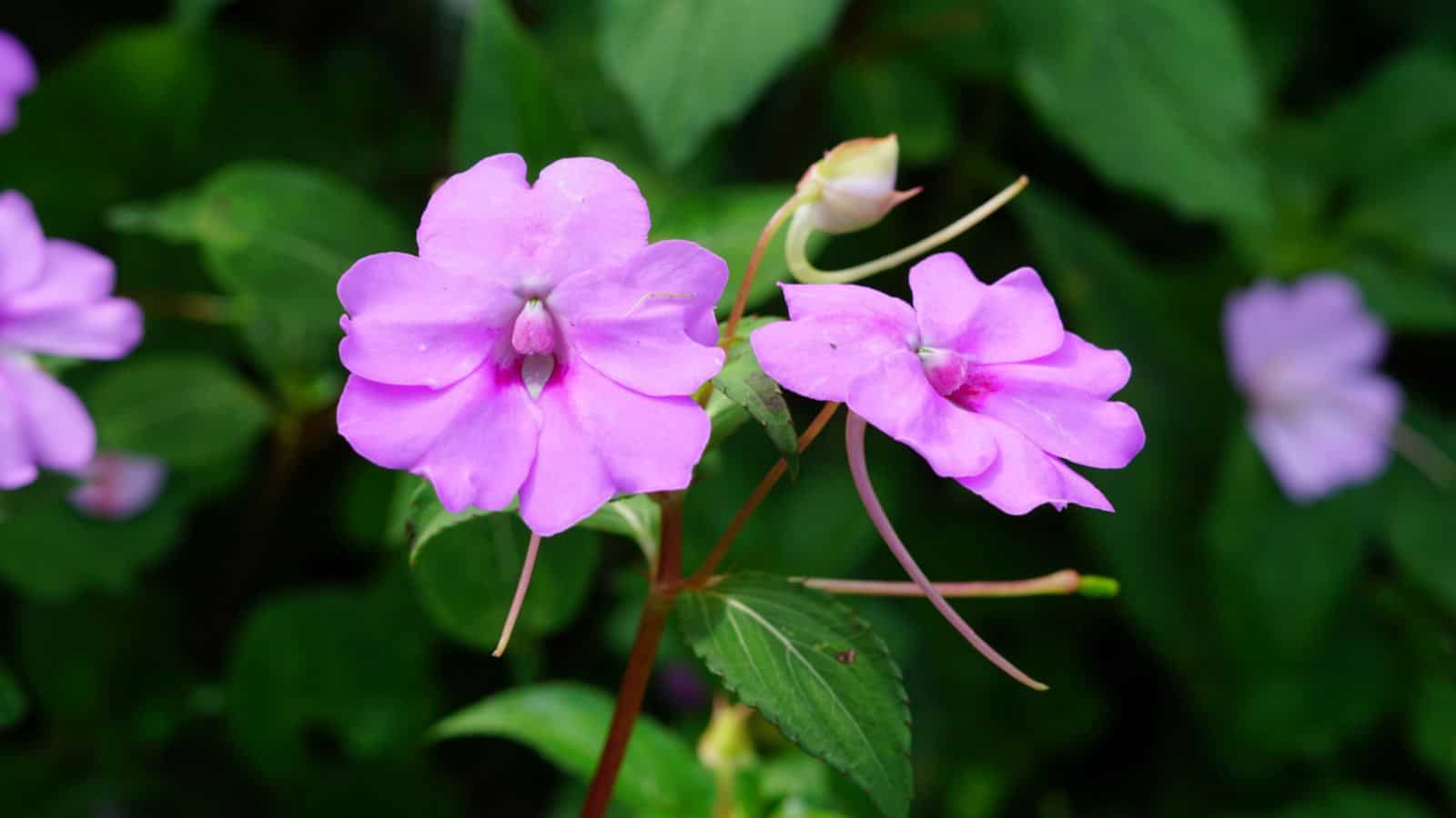 Purple blooming Impatiens flowers