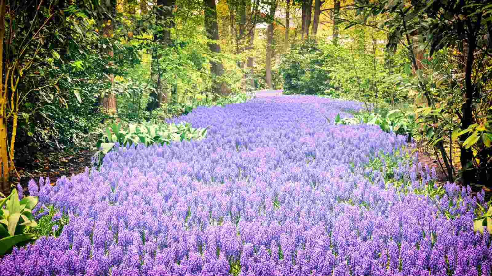 Field of blooming purple muscari