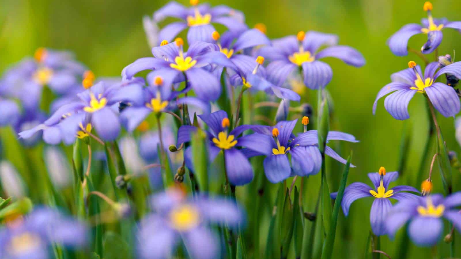 Purple petals of blue-eyed grass flowers