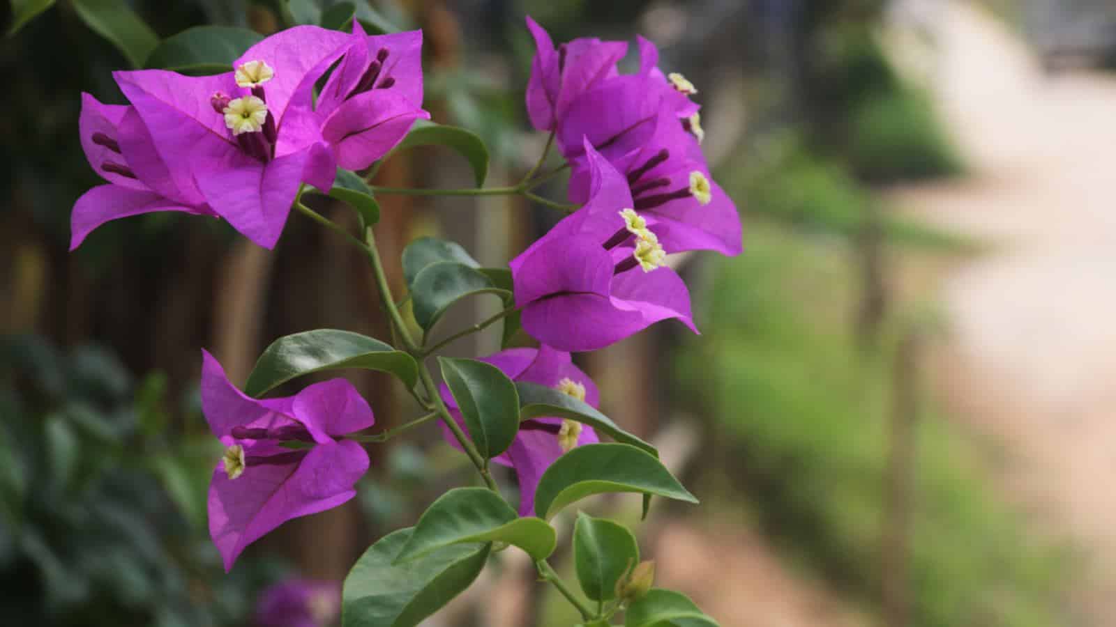 Closeup view of purple bougainvillea sepals