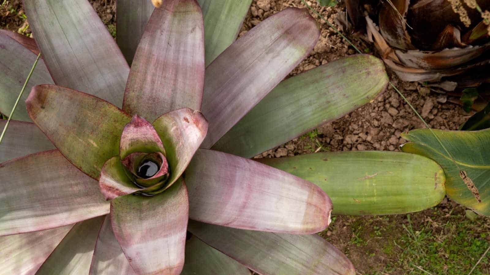 Bromeliads
