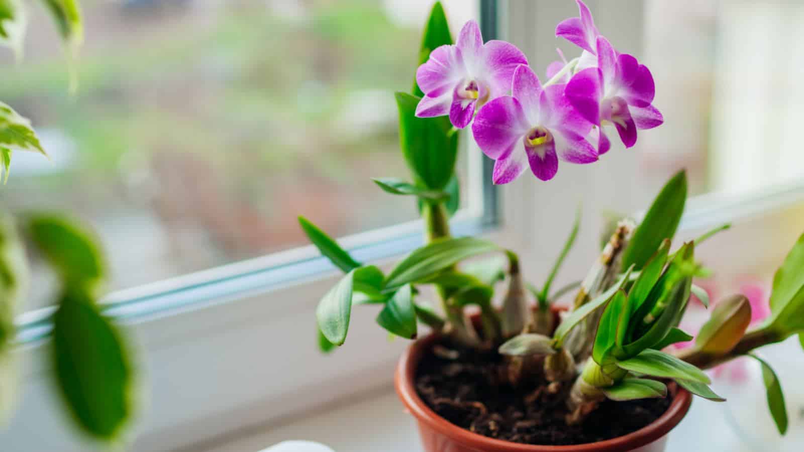 Blooming orchids in a brown pot on the windowsill