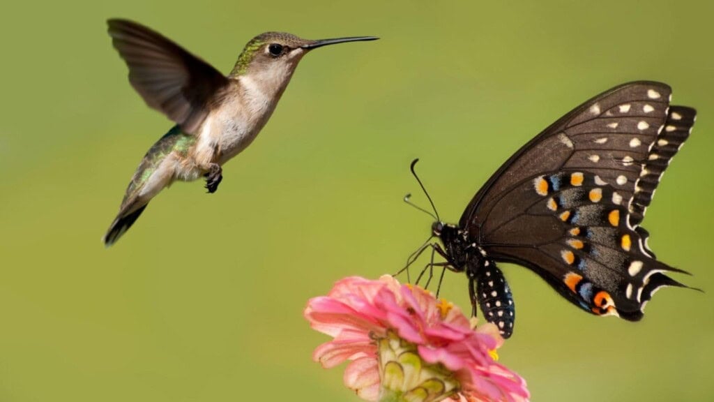 Butterfly and Hummingbird Close to Flower