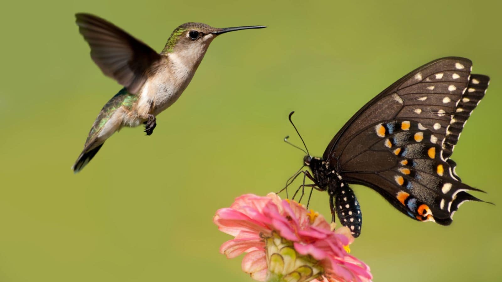 Flowers That Attract Hummingbirds And Butterflies