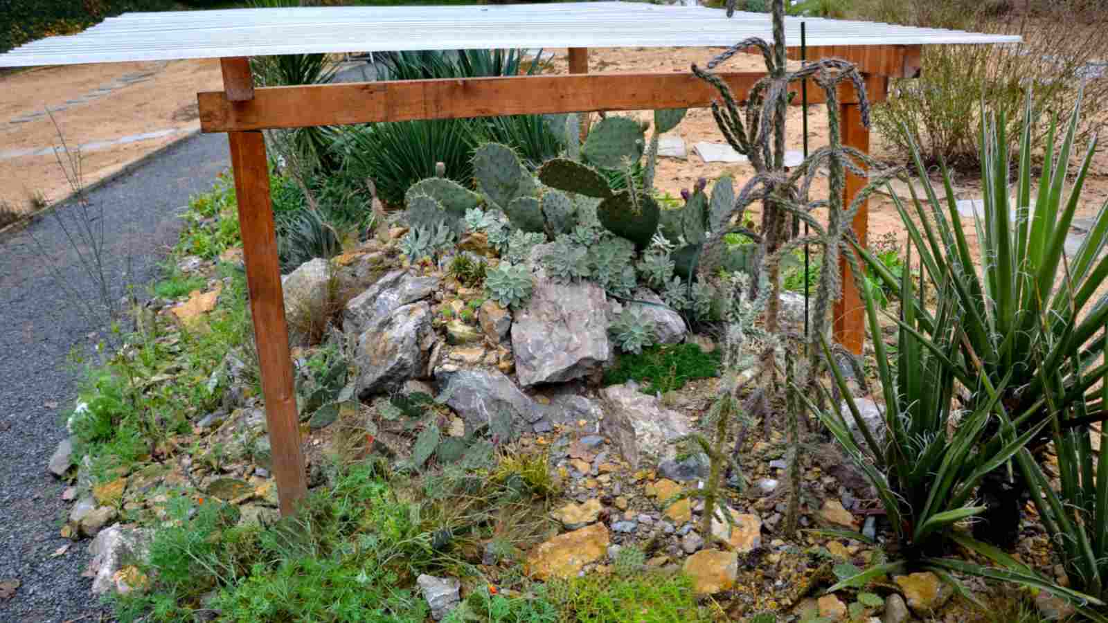 Cacti