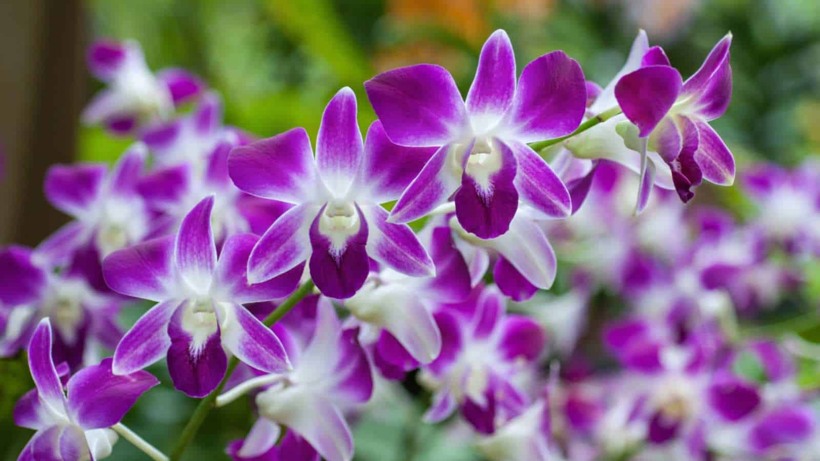 Purple cane orchids in the garden