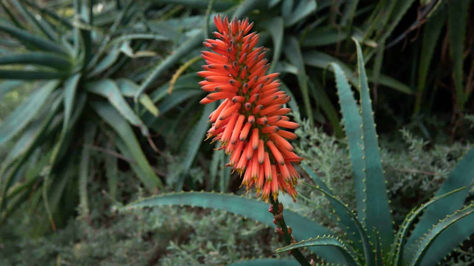 Cape Aloe (Aloe ferox)