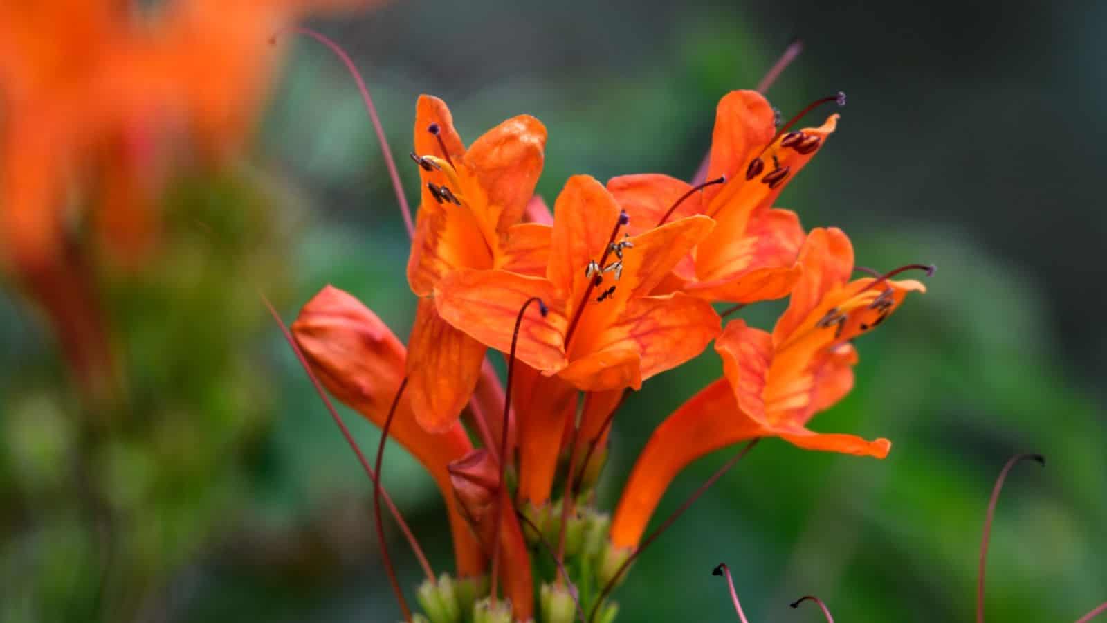 Cape Honeysuckle (Tecoma capensis)
